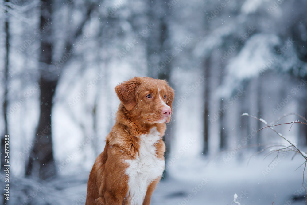 dog in the forest, in winter, it is snowing