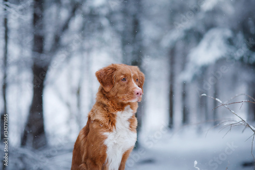 Fototapeta Naklejka Na Ścianę i Meble -  dog in the forest, in winter, it is snowing