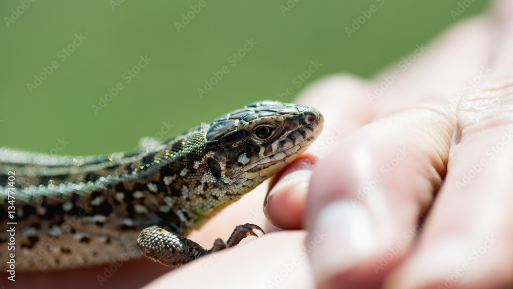 macro lizard on a hand macro lizard on a hand