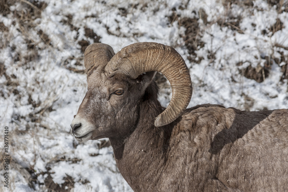Big Horn Big Horn