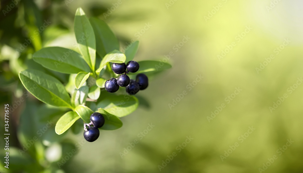 Healthy herbal concept - website banner of blackthorn berries with green leaves Healthy herbal concept - website banner of blackthorn berries with green leaves