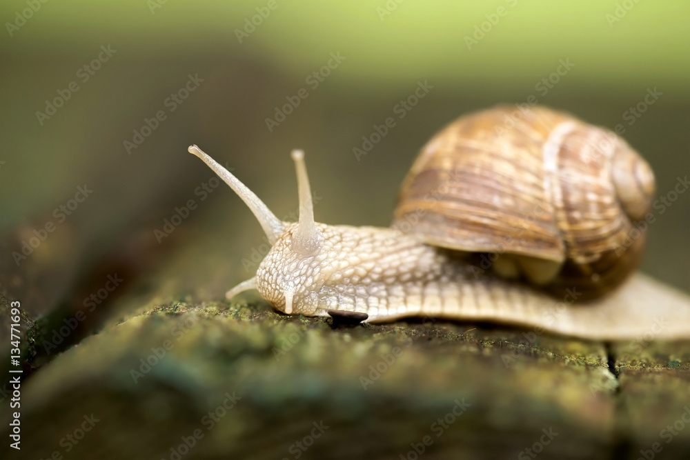 Website banner of a slow snail Website banner of a slow snail