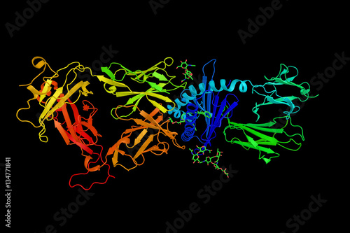 CD1d, a protein expressed on the surface of various human antige photo