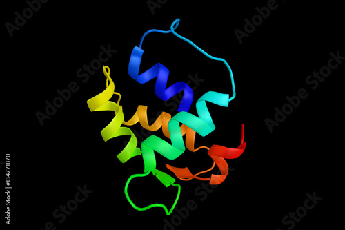 Centrin 1, a protein which redistributes to the region of the sp photo