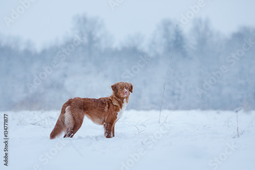 winter season. dog in the nature © annaav