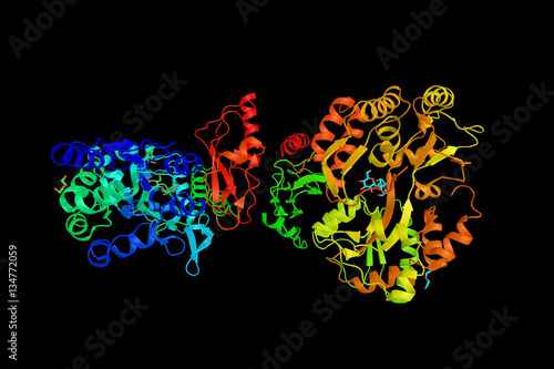 Corticotropin-releasing hormone, a peptide hormone and neurotran photo