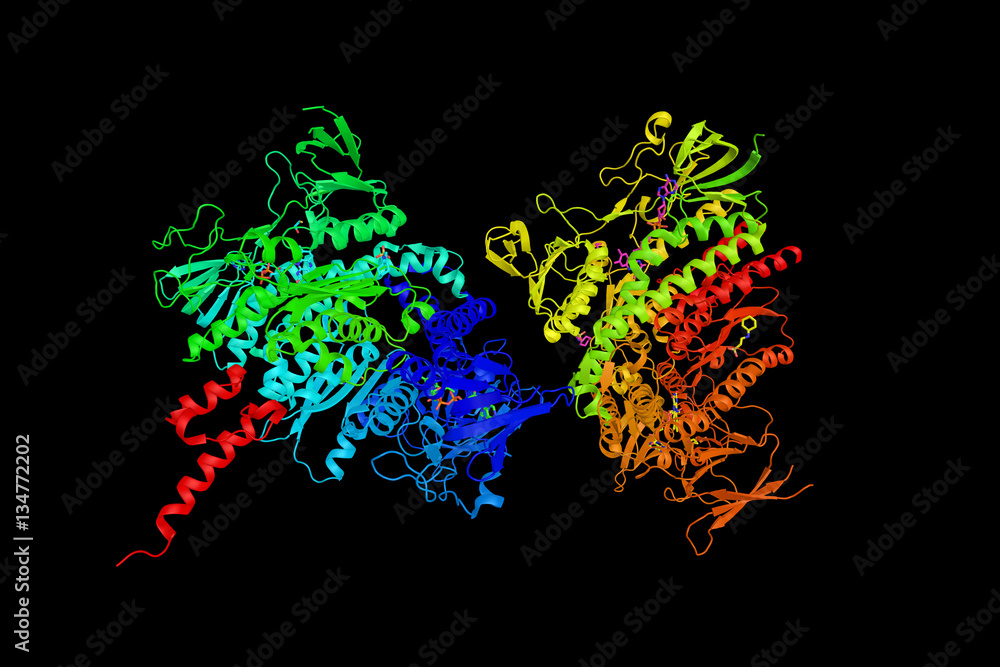 Dihydrolipoamide dehydrogenase, a mitochondrial enzyme that play