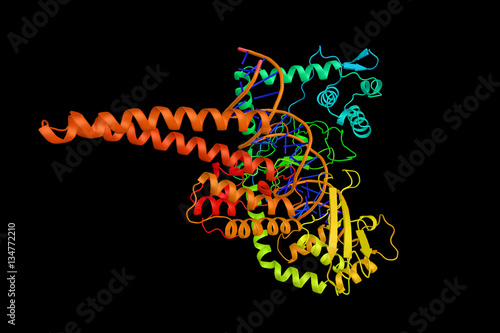 DNA topoisomerase, an enzyme which controls and alters the topol photo