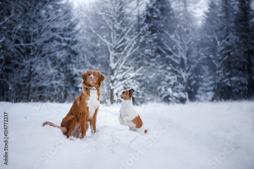 Fototapeta Naklejka Na Ścianę i Meble -  dog in the forest, in winter, it is snowing