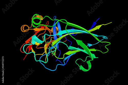 Ephrin A1  a protein which is a member of the ephrin  EPH  famil