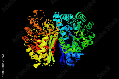 Enolase 2,  an enzyme that is one of the three enolase isoenzyme photo