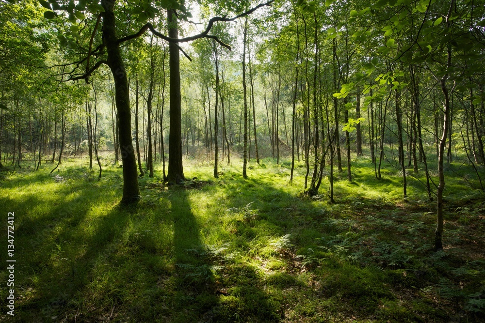 Woods by Lowes Water Woods by Lowes Water