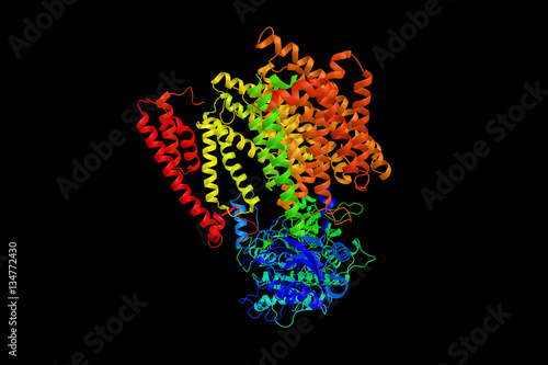 Gamma secretase (3d structure),  a multi-subunit protease comple photo