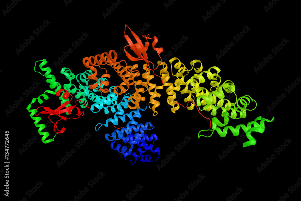 Karyopherin alpha 1, a protein shown to interact with KPNB1 and