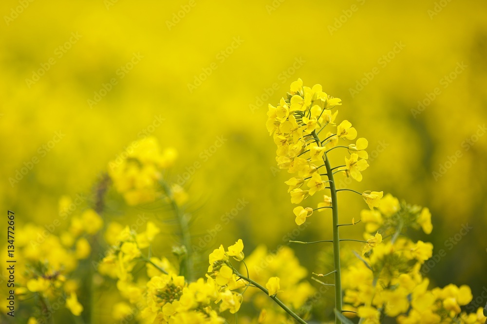 Yellow Yellow