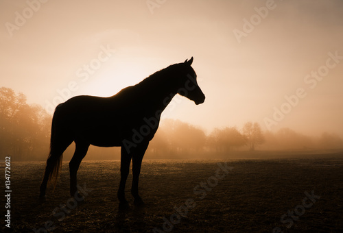 Silhouette of a horse in heavy fog at sunrise © pimmimemom