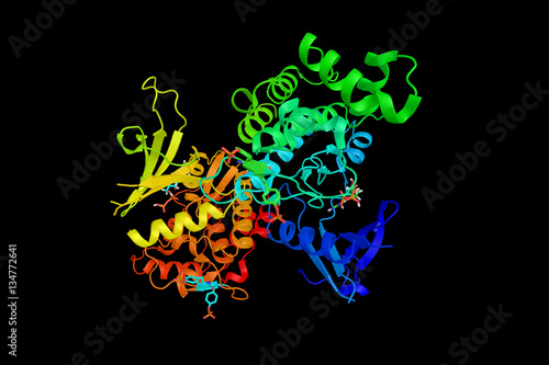 JAK1 is a human tyrosine kinase protein essential for signaling photo
