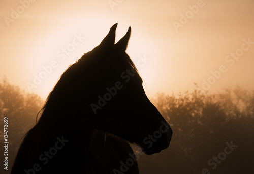 Silhouette of an Arabian horse in heavy fog at sunrise