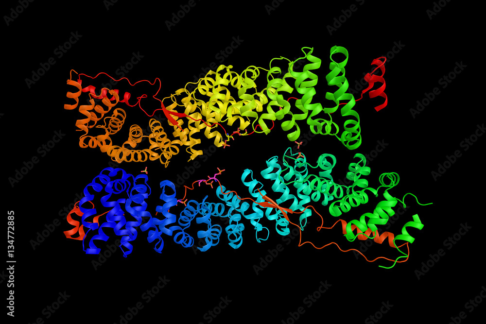 Plakoglobin, a protein which is a cytoplasmic component of desmo