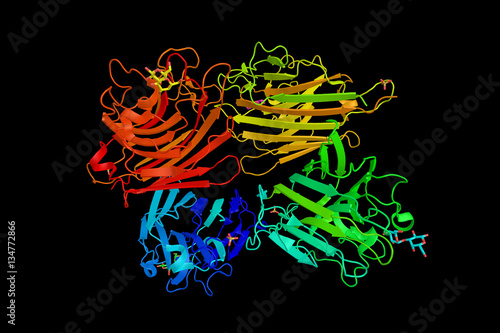 фотографія Peanut agglutinin, a plant lectin protein. Specifically binds a