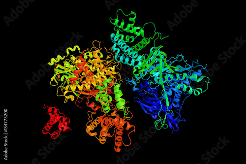 Single stranded DNA-binding protein (icp8) from herpes simplex v