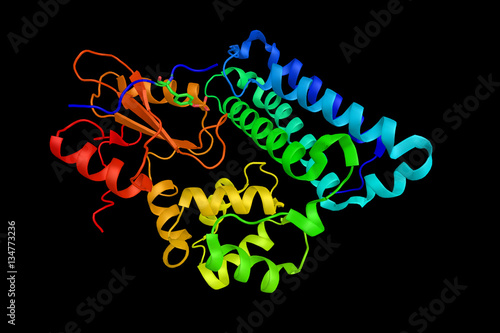 SPRY2, a negative feedback regulator of multiple receptor tyrosi photo