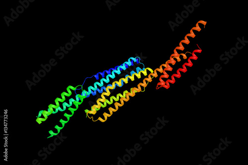 Alpha II-spectrin, a protein expressed in a variety of tissues, photo