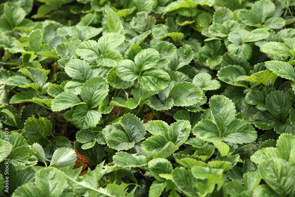 Strawberries with green leaves growing on a plantation in the open air. Spring day. Strawberries with green leaves growing on a plantation in the open air. Spring day.
