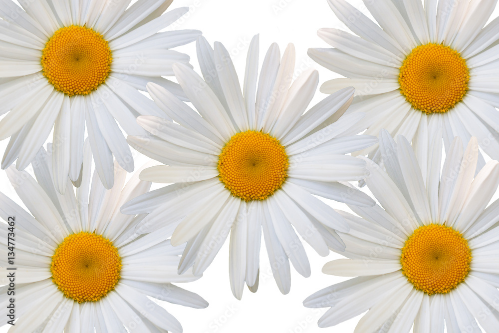 Fototapeta premium beautiful flower daisy