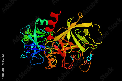Trypsin  a serine protease found in the digestive system of many