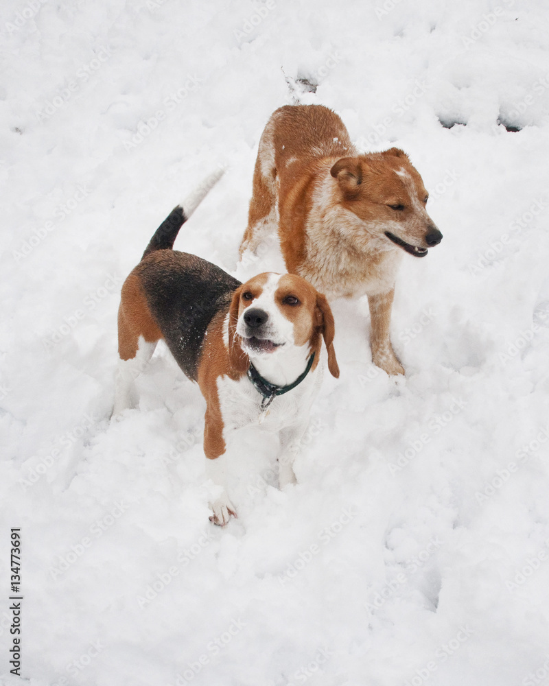 beagle at play in the snow