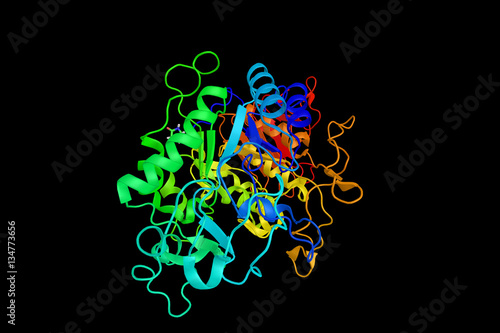 Amylase protein (3d structure). Digestive enzyme, responsible fo photo