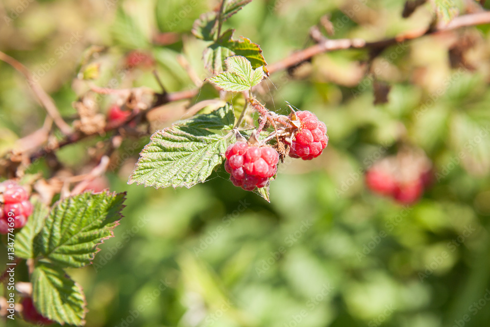Raspberries on a branch Raspberries on a branch