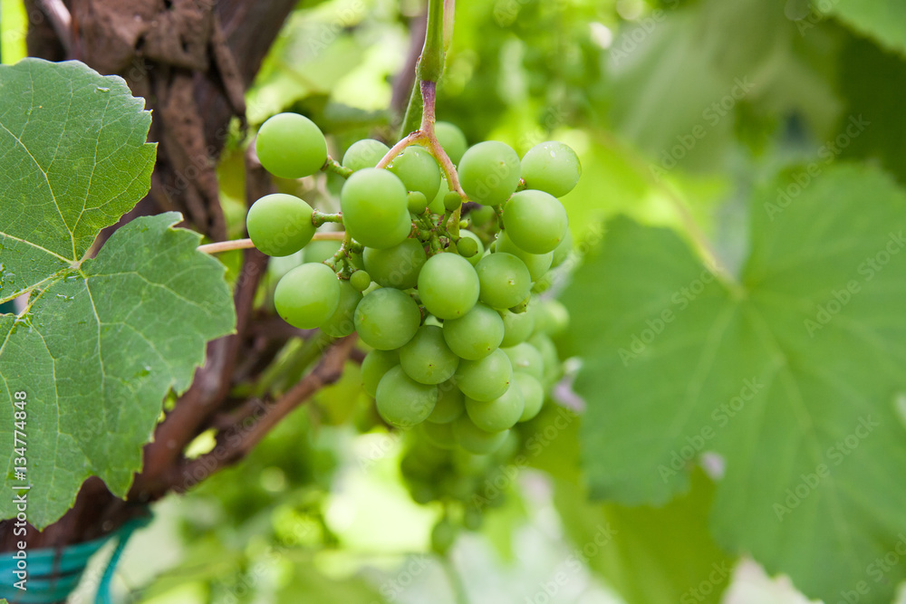 grapes with green leaves on the vine