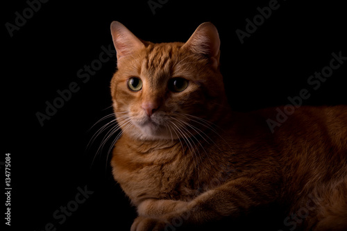 Obraz na plátně Handsome orange tabby side lit, on dark background