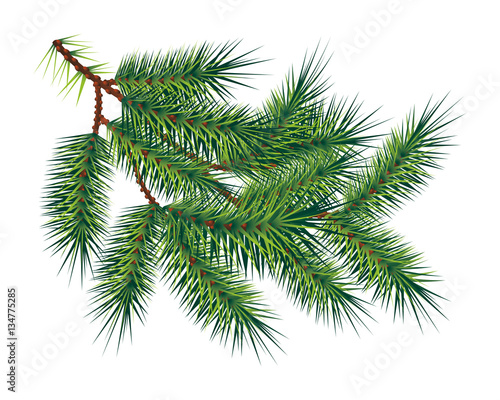 Green pine fir-tree branch  isolated on white. Vector