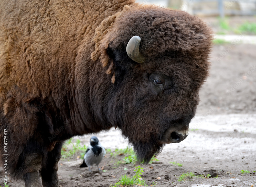 Portrait of a bison (Bison bison Linnaeus), side view Portrait of a bison (Bison bison Linnaeus), side view