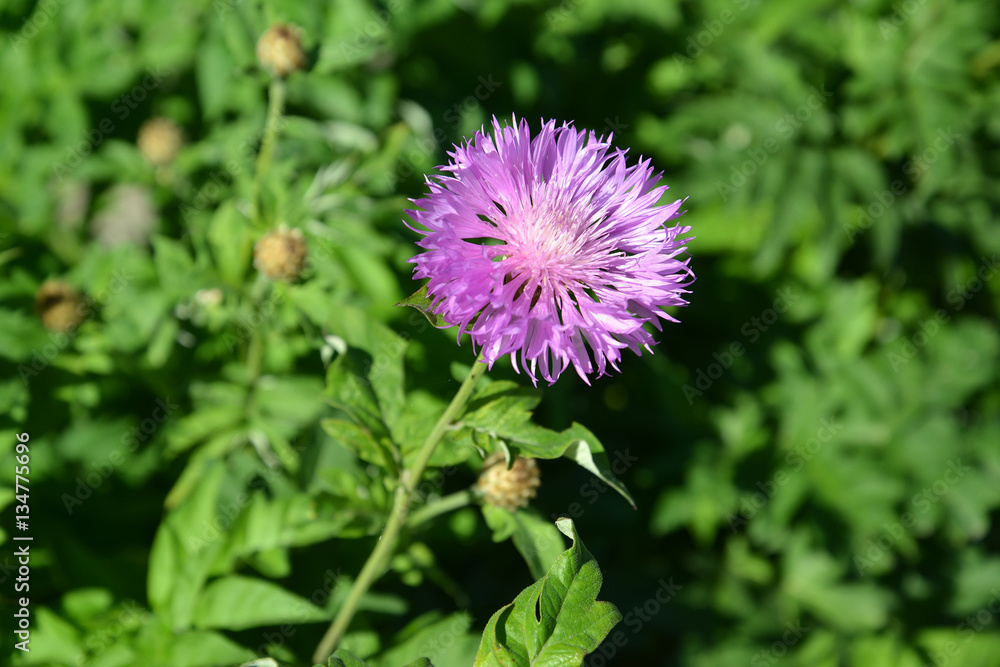 The blossoming cornflower rough (Centaurea scabiosa L.) The blossoming cornflower rough (Centaurea scabiosa L.)