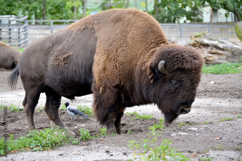 The bison American (Bison bison Linnaeus) costs in the shelter o © vodolej