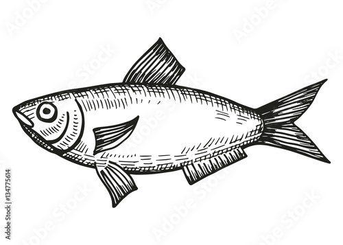 saltwater fish herring sketch on a white background. vector illustration