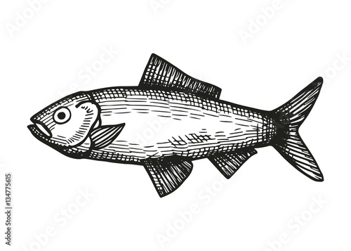 saltwater fish herring sketch on a white background. vector