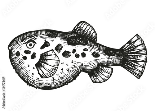 puffer fish sketch on a white background. vector illustration