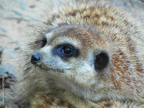 Suricata Suricatta / Сурикат
