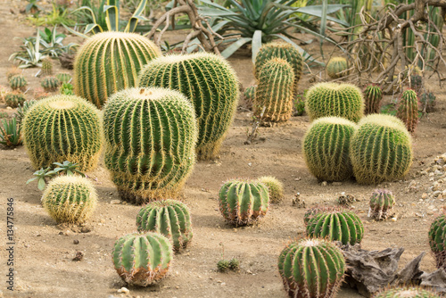 Cactus landscape in Mexico. Cactus field