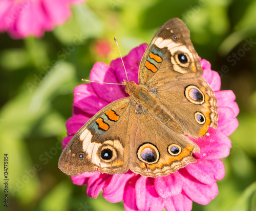 Dorsal view of a Common Buckeye butterfly on a pink Zinnia flower