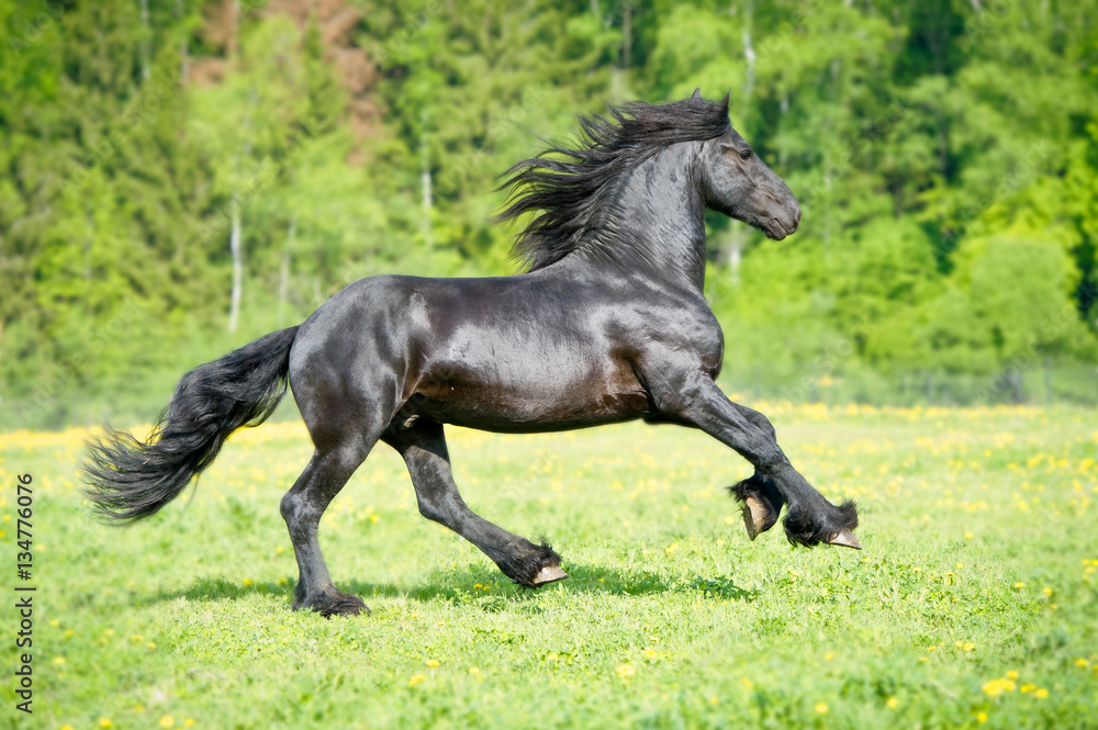 Black Friesian horse runs gallop in summer time Black Friesian horse runs gallop in summer time