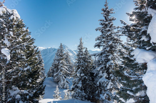 Winterwald in Österreich