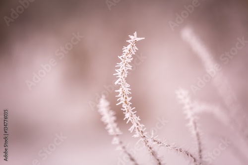 Winter abstract macro of rime on plants © milosz_g