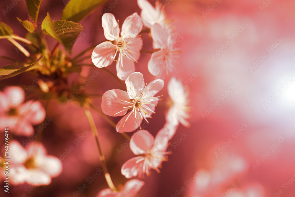 Cherry blossom for greeting card on a pink background. Cherry blossom for greeting card on a pink background.