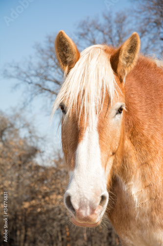 Belgian Draft horse head on  looking at the viewer with a curious expression